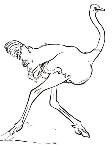 Fast Ostrich  Coloring Page